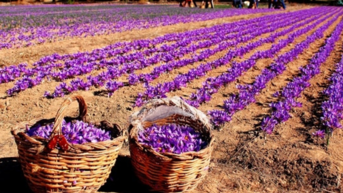 KesarTV.com reveals encouraging rise in J&K saffron production